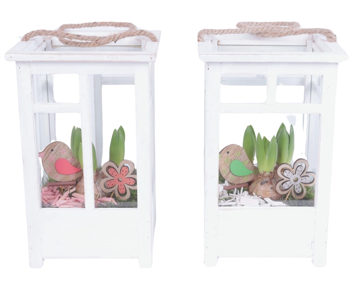 <h4>Bulbs Arr. Hyacint Wooden Lantern Pot White Mix/3 Ø19cm 3PP</h4>