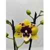 Phalaenopsis overig
