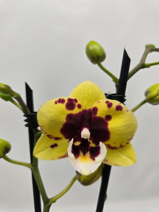 Phalaenopsis overig