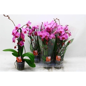 PHAL CASCADE PURPLE 2 TAK