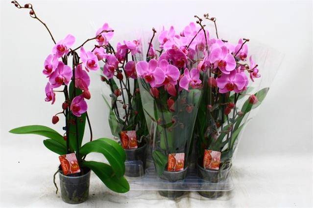 <h4>PHAL CASCADE PURPLE 2 TAK</h4>