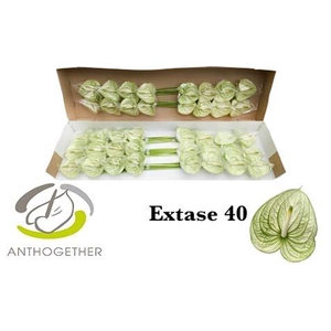 Anthurium Extase