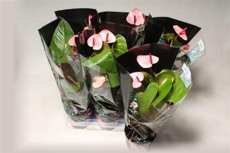 <h4>Anthu An Flam Pink 5+</h4>