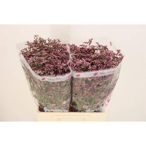 LIM PIUMA PINK TOUCH