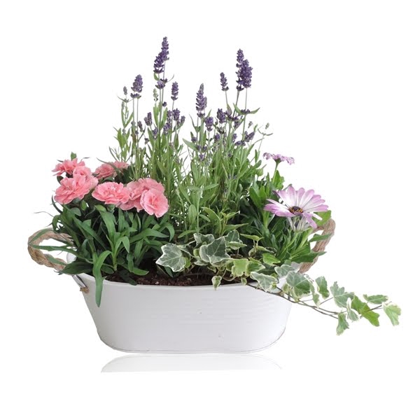 <h4>Collectie Sonja Arrangement in Zinken Schaal Ovaal 26 cm</h4>