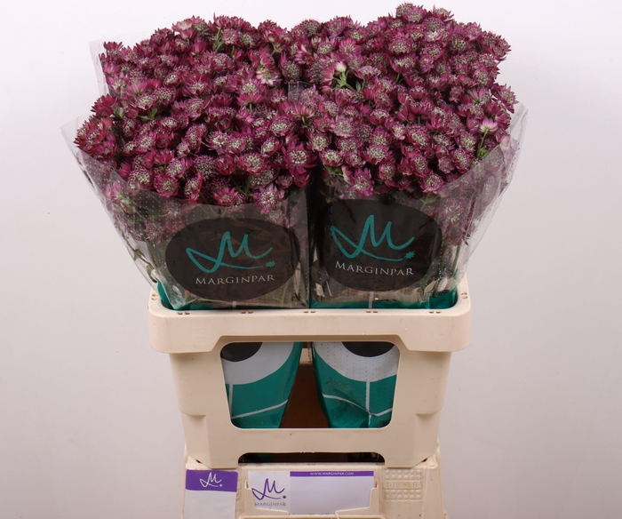 <h4>Astrantia Star Of Desire</h4>