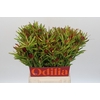 Leucadendron Ayoba Cherry Pearl Spray