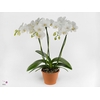 Phalaenopsis hurricane wit (Decorum)