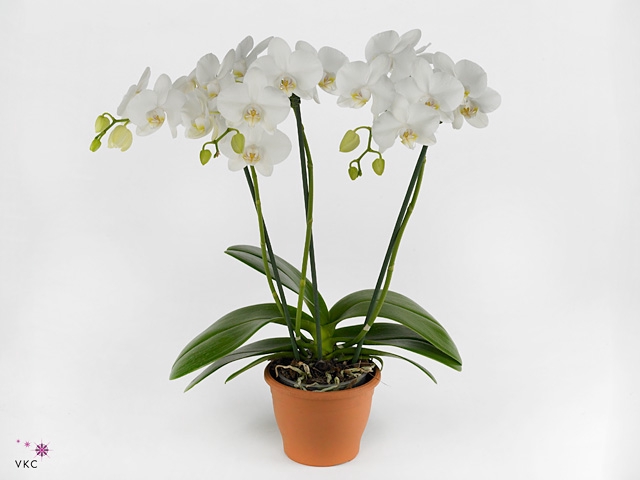 Phalaenopsis hurricane wit (Decorum)