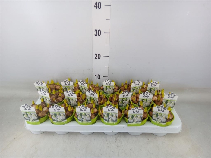 <h4>Muscari  'Magic White'</h4>