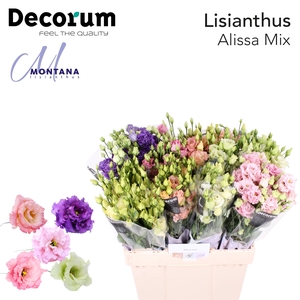 Lisianthus Alissa mix 60cm