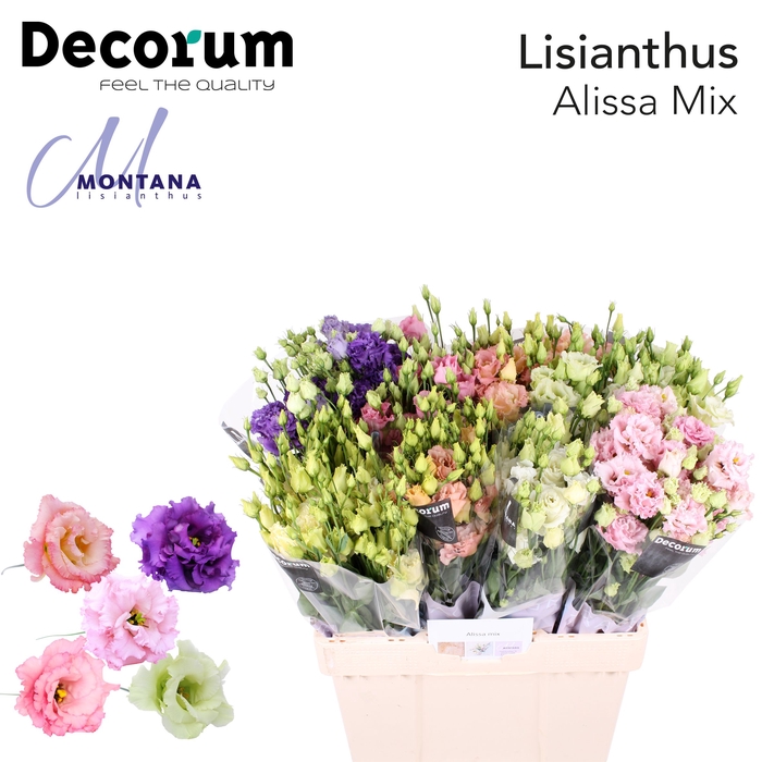<h4>Lisianthus Alissa mix 60cm</h4>