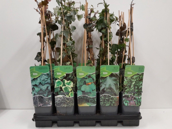 <h4>Hedera mix</h4>