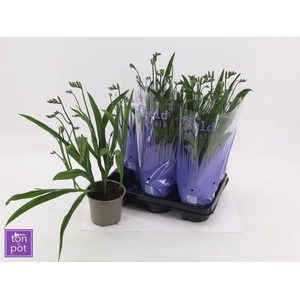 FREESIA OV