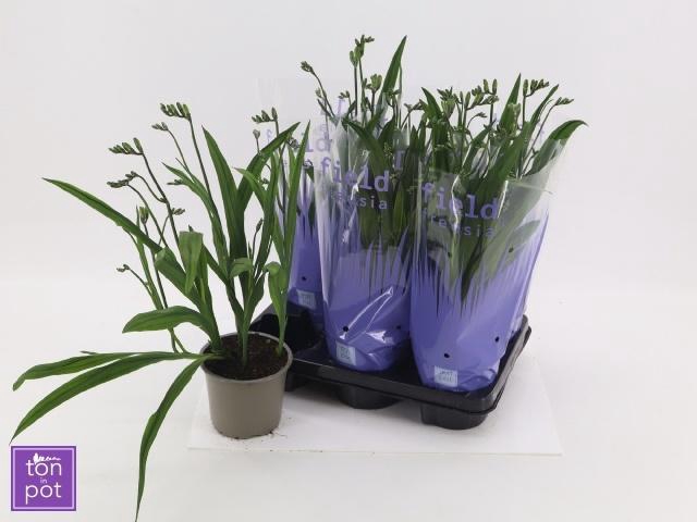 <h4>FREESIA OV</h4>