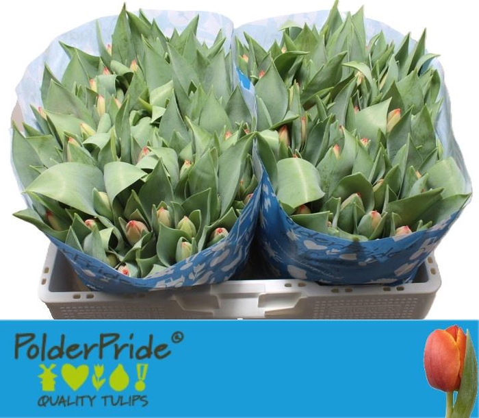 <h4>TU EN AD REM</h4>