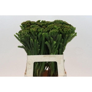 Kaaps Groen Albigreen