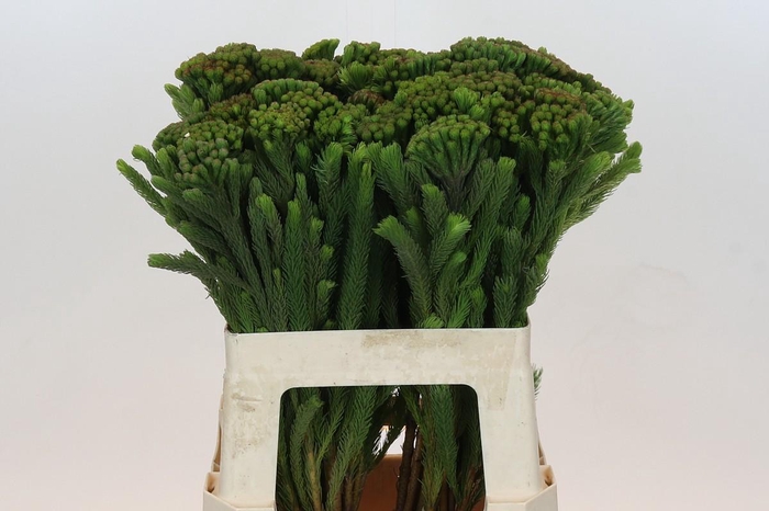 <h4>Kaaps Groen Albigreen</h4>