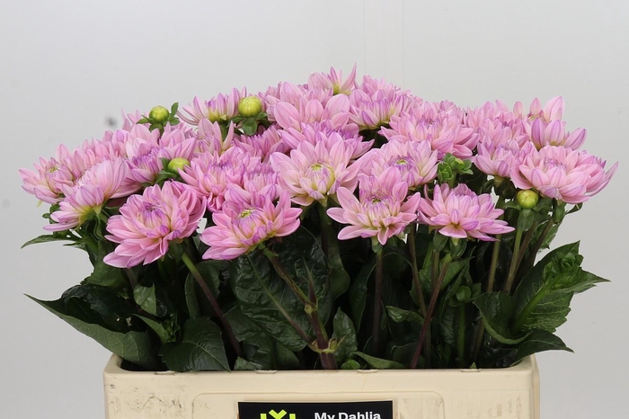 Dahlia Princess Kate