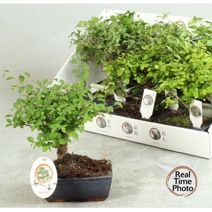 BONSAI GEM
