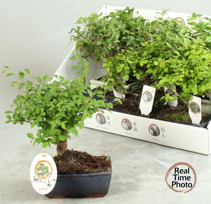 <h4>BONSAI GEM</h4>