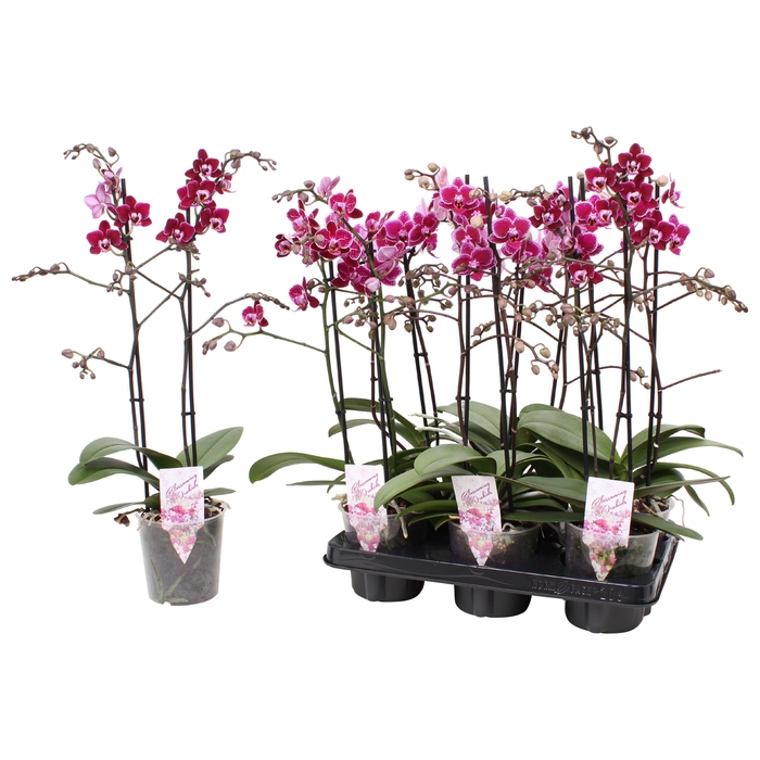 <h4>Phal. Multiflora 2-tak mix "Specials" 30+ 5 kleuren</h4>
