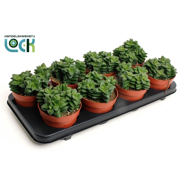 <h4>Crassula Spring Time</h4>