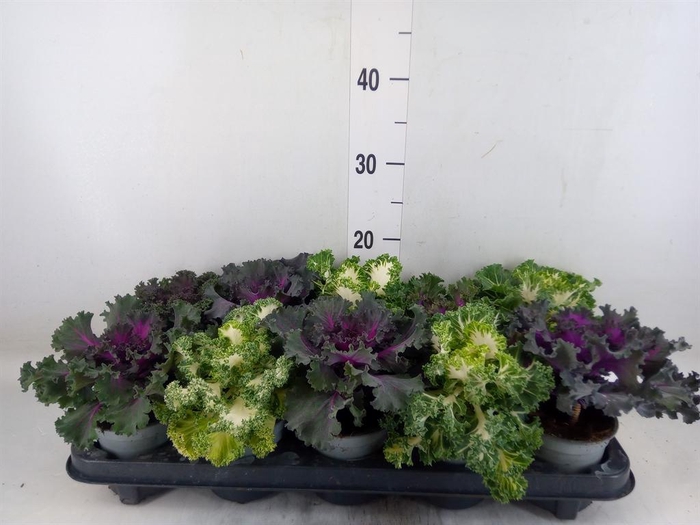 <h4>Brassica oler.</h4>