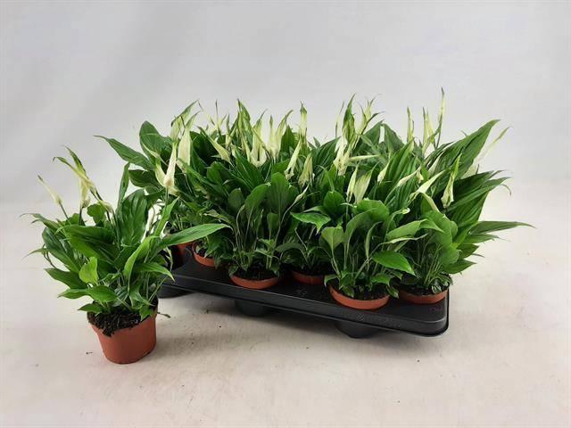 <h4>SPATH CHOPIN</h4>