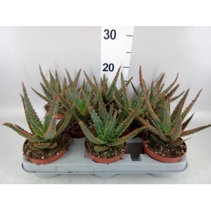 Aloe   ...
