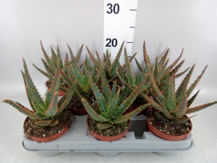 <h4>Aloe   ...</h4>