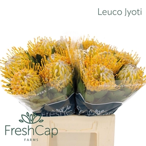 Leuco Jyoti