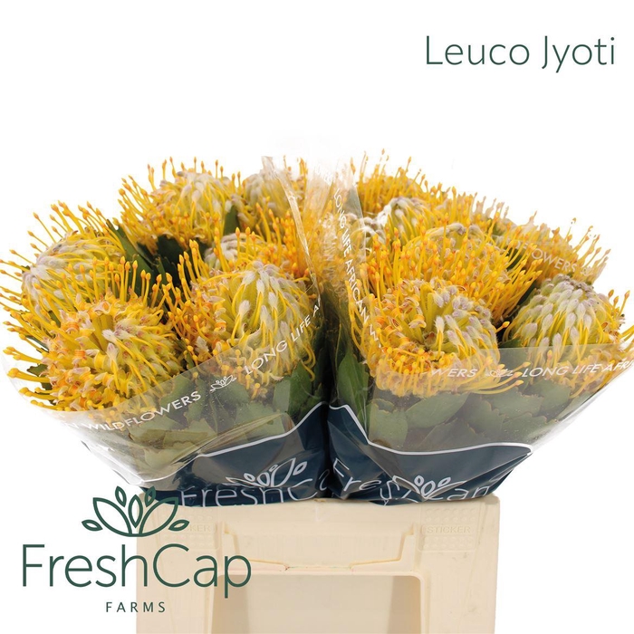 <h4>Leuco Jyoti</h4>