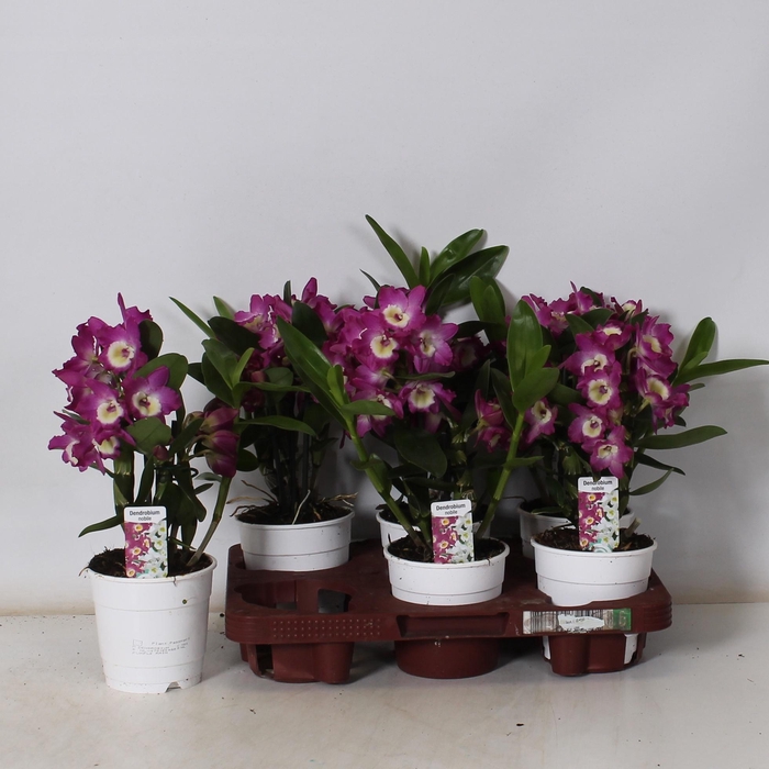 <h4>DEND NOBILE</h4>