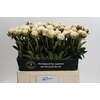 Paeonia Odile