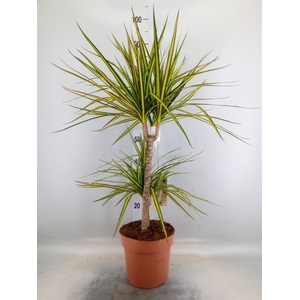 Dracaena marg. 'Sunray'