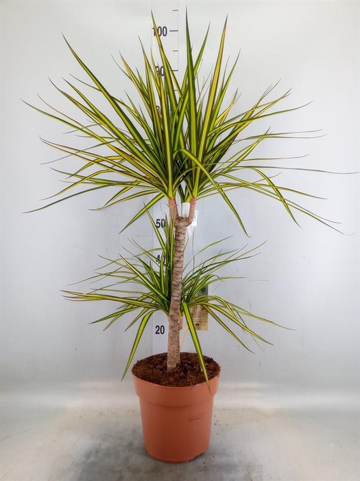 <h4>Dracaena marg. 'Sunray'</h4>
