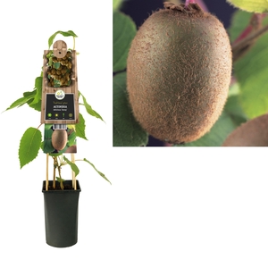 Actinidia deliciosa 'Jenny' +3.0 label
