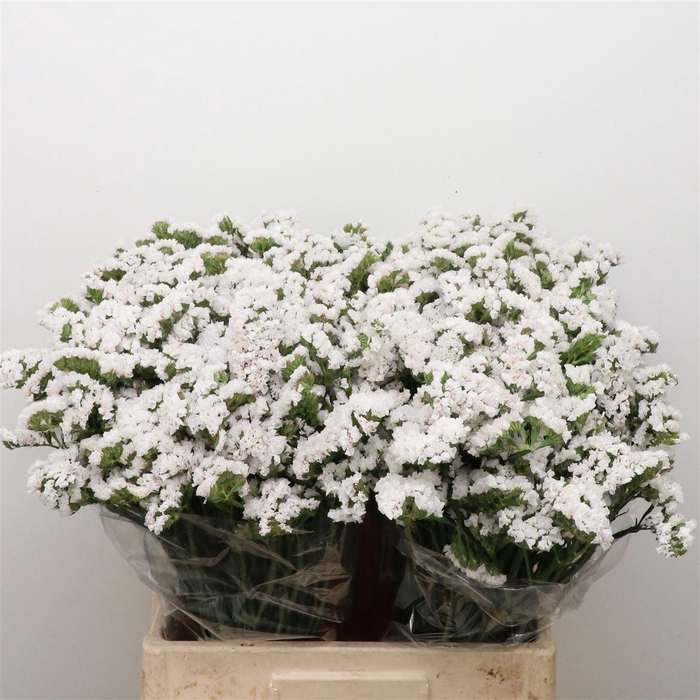 <h4>Limonium St White Birds X50</h4>
