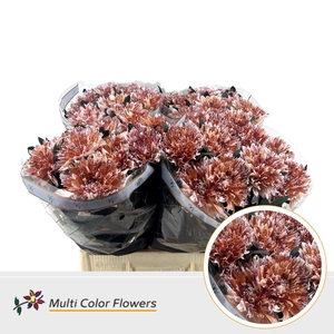 Chr G Undercover Berrywood