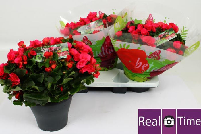 <h4>BEG EN BETULIA PINK</h4>