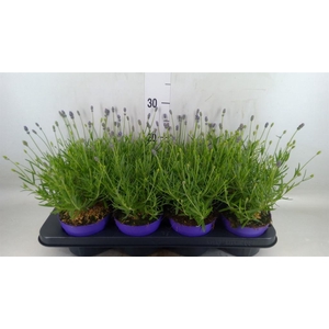 Lavandula angus. 'Essence Pure'