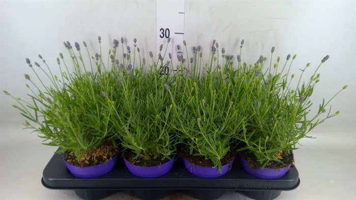 <h4>Lavandula angus. 'Essence Pure'</h4>