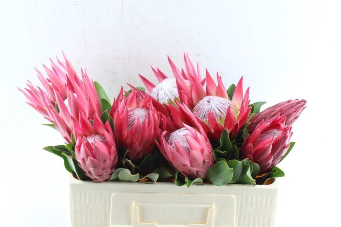 <h4>PROTEA CY MADIBA</h4>