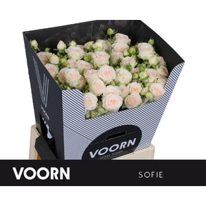 Rosa spray sofie