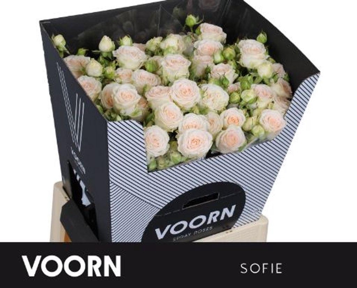 <h4>Rosa spray sofie</h4>