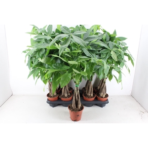 arr3 CP - Pachira Aquatica 408/8