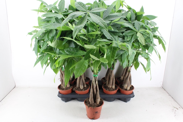 <h4>arr3 CP - Pachira Aquatica 408/8</h4>