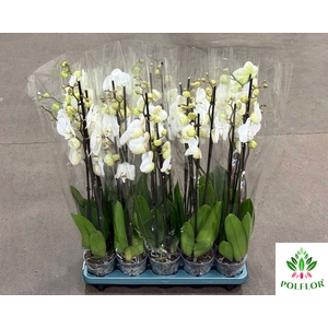 Phalaenopsis Biały 12Ø 70cm 3 Pędy