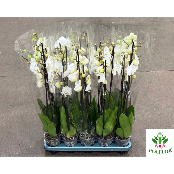 <h4>Phalaenopsis Biały 12Ø 70cm 3 Pędy</h4>